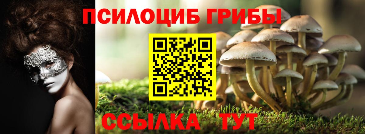 продажа наркотиков  Вход с VPN  Псилоцибиновые грибы прущие грибы  Камышин  Псилоцибиновые грибы ЛСД 